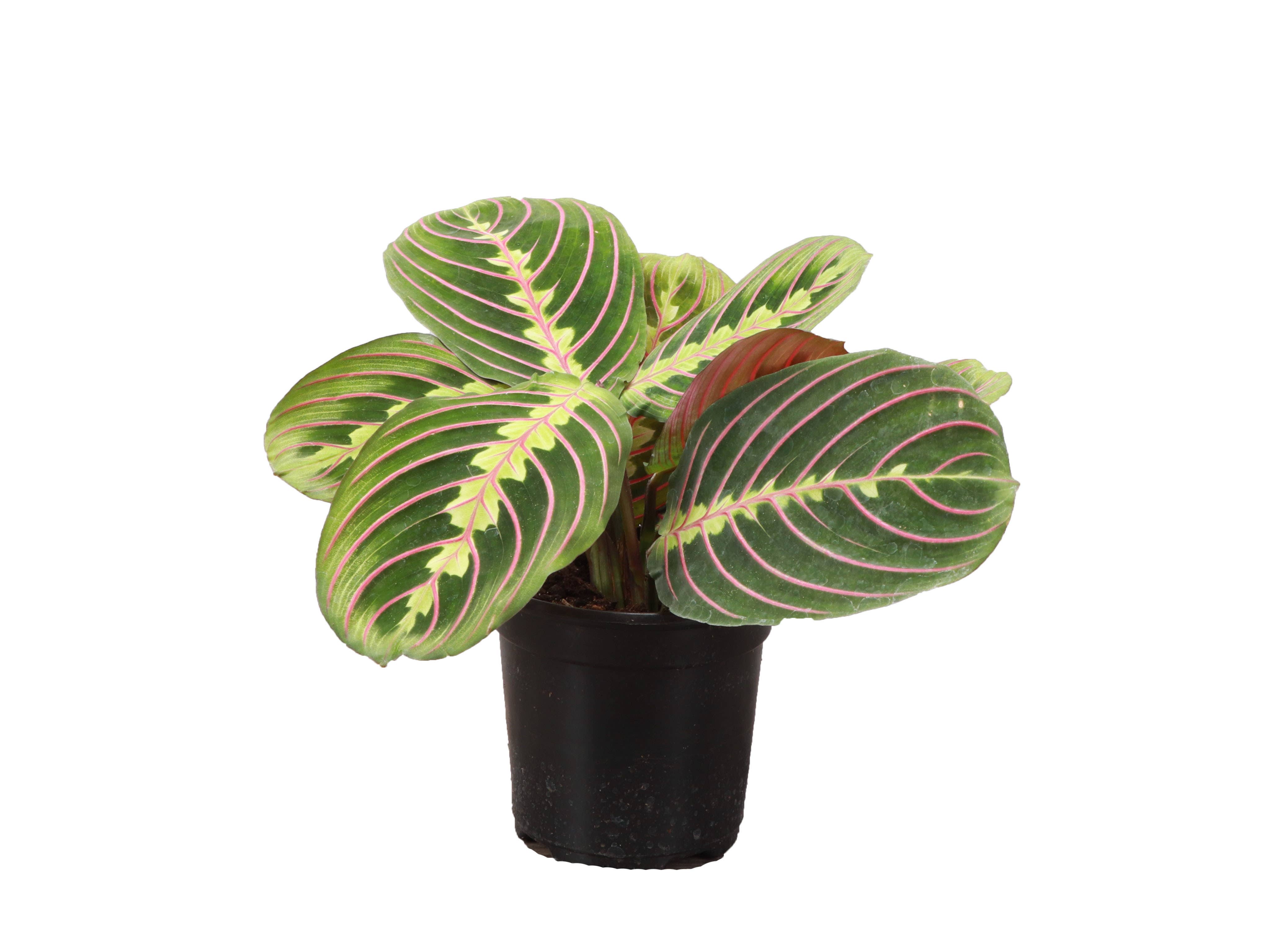 Thorsen's Greenhouse - Wholesale Live Plant - Red Prayer Plant - Live Plant3