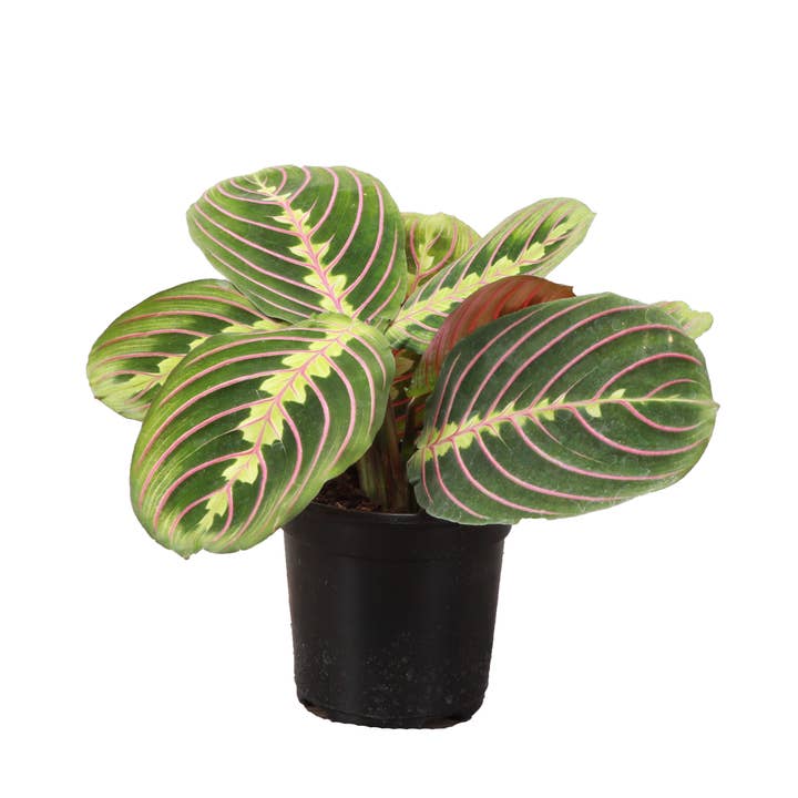 Thorsen's Greenhouse - Wholesale Live Plant - Red Prayer Plant - Live Plant3