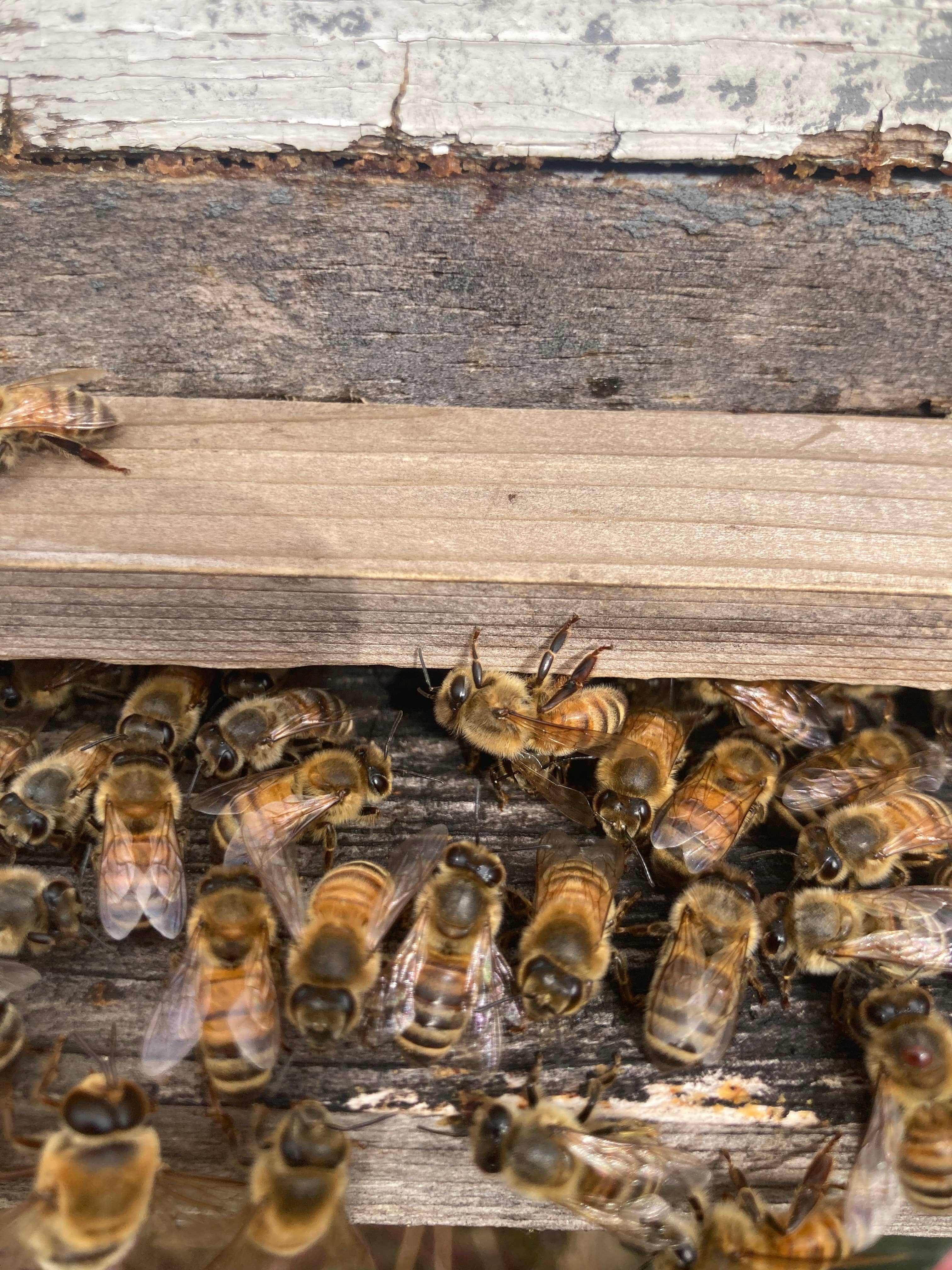 Honeybee Herbs - Wholesale Honey - Raw Unfiltered Honey1