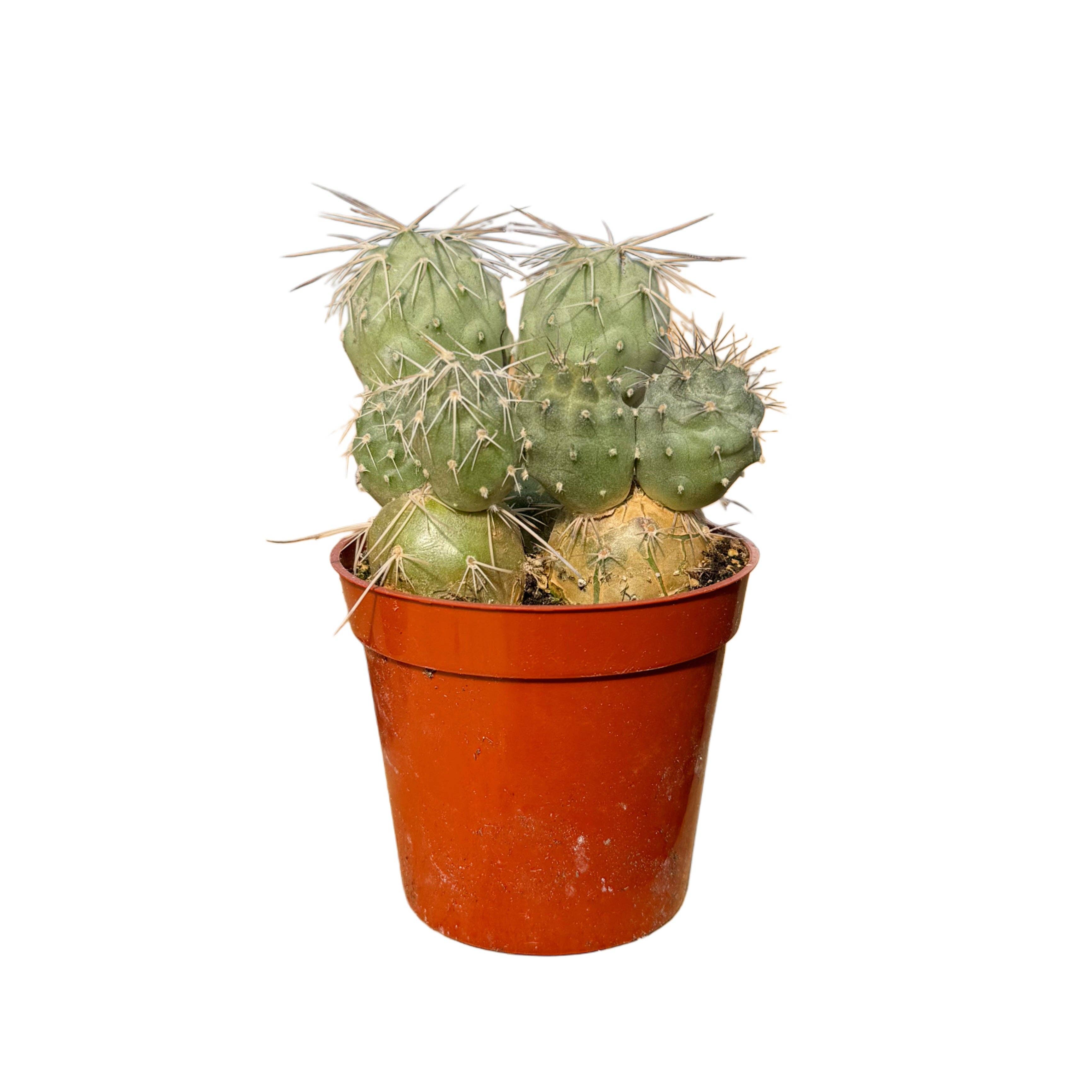 Succulent Wholesale - Wholesale Succulent - Indian Ball Cactus | 2.5 inch | Tephrocactus alexanderi