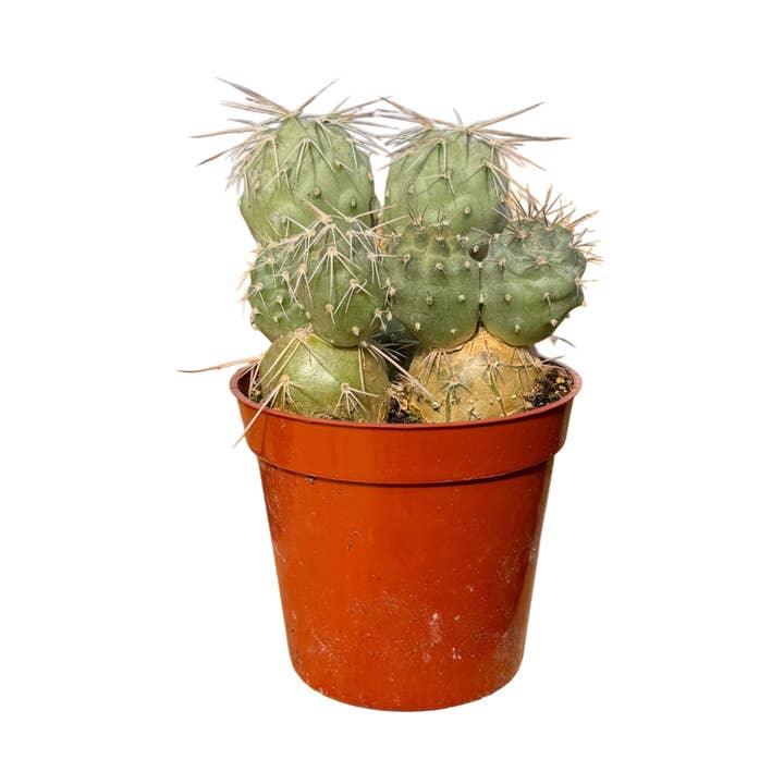 Succulent Wholesale - Wholesale Succulent - Indian Ball Cactus | 2.5 inch | Tephrocactus alexanderi0