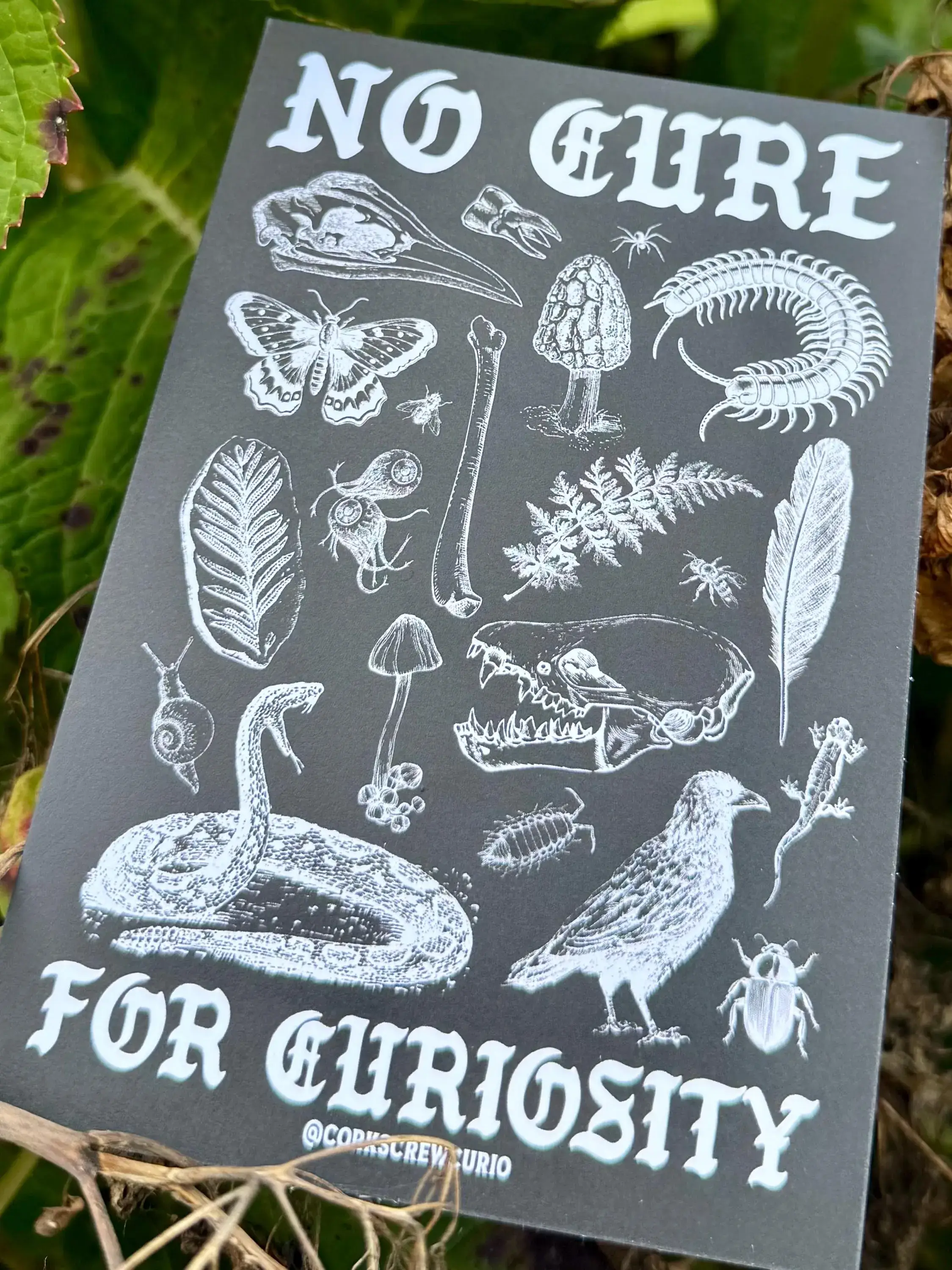 Corkscrew Curiosities - Wholesale Art Print - No Cure for Curiosity Art Print 4x64