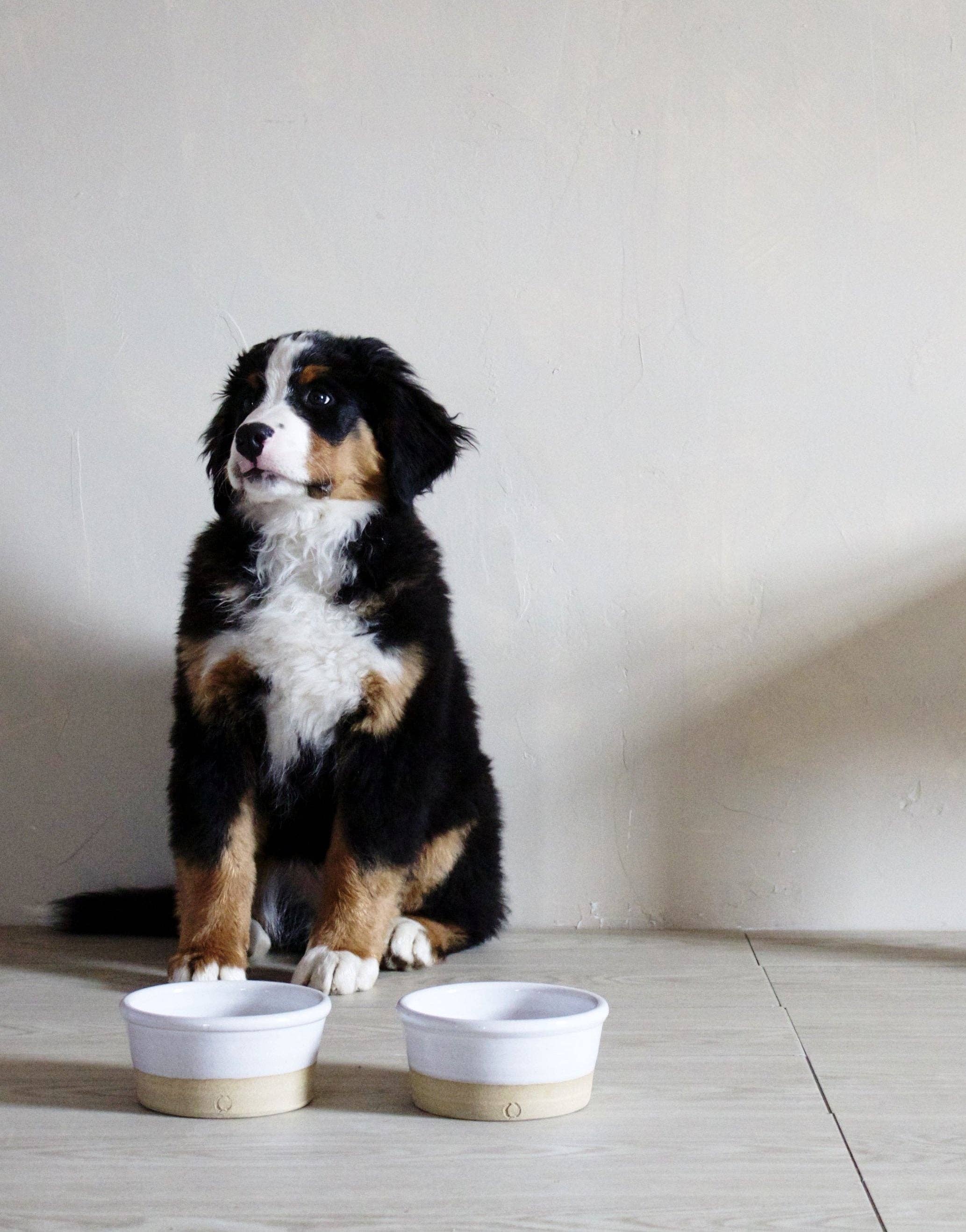 Farmhouse Pottery - Wholesale Pet Bowl - Cat/Dog - Farm Dog Bowl3