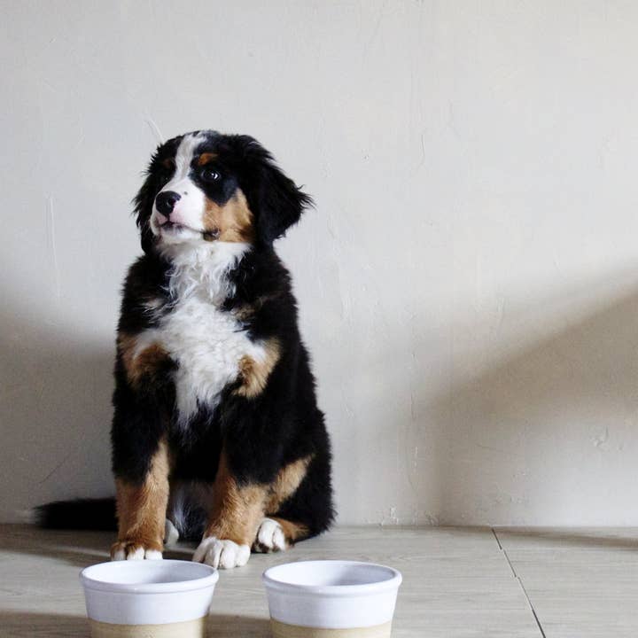 Farmhouse Pottery - Wholesale Pet Bowl - Cat/Dog - Farm Dog Bowl3