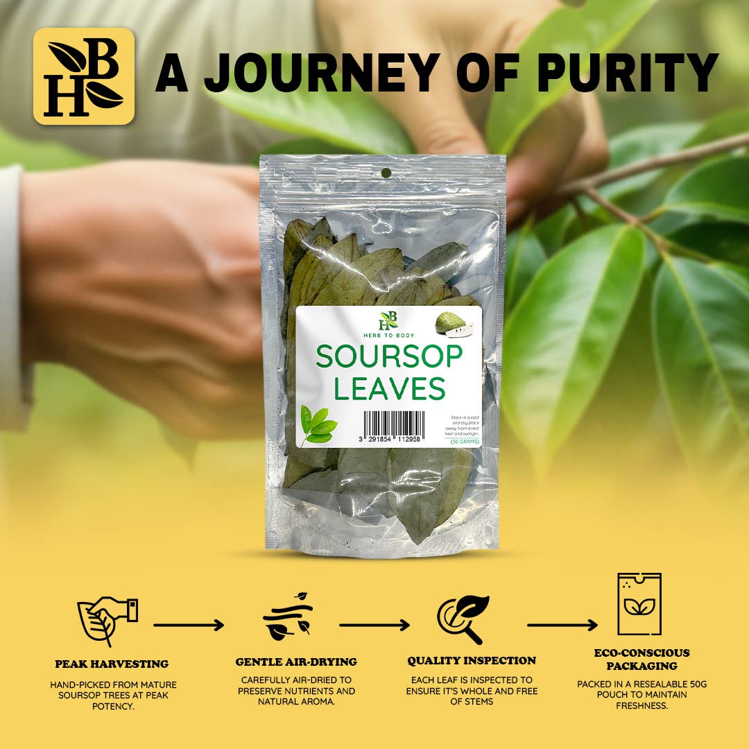 Herb To Body - Wholesale Loose Tea - Organic Soursop Leaves 50g - Dried Leaf | Hoja De Guanabana4