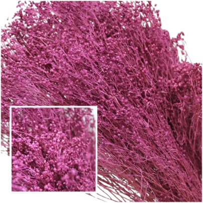 Concari.flores Preservadas - Wholesale Dried/Pressed Flowers - BROOMS PRESERVED8