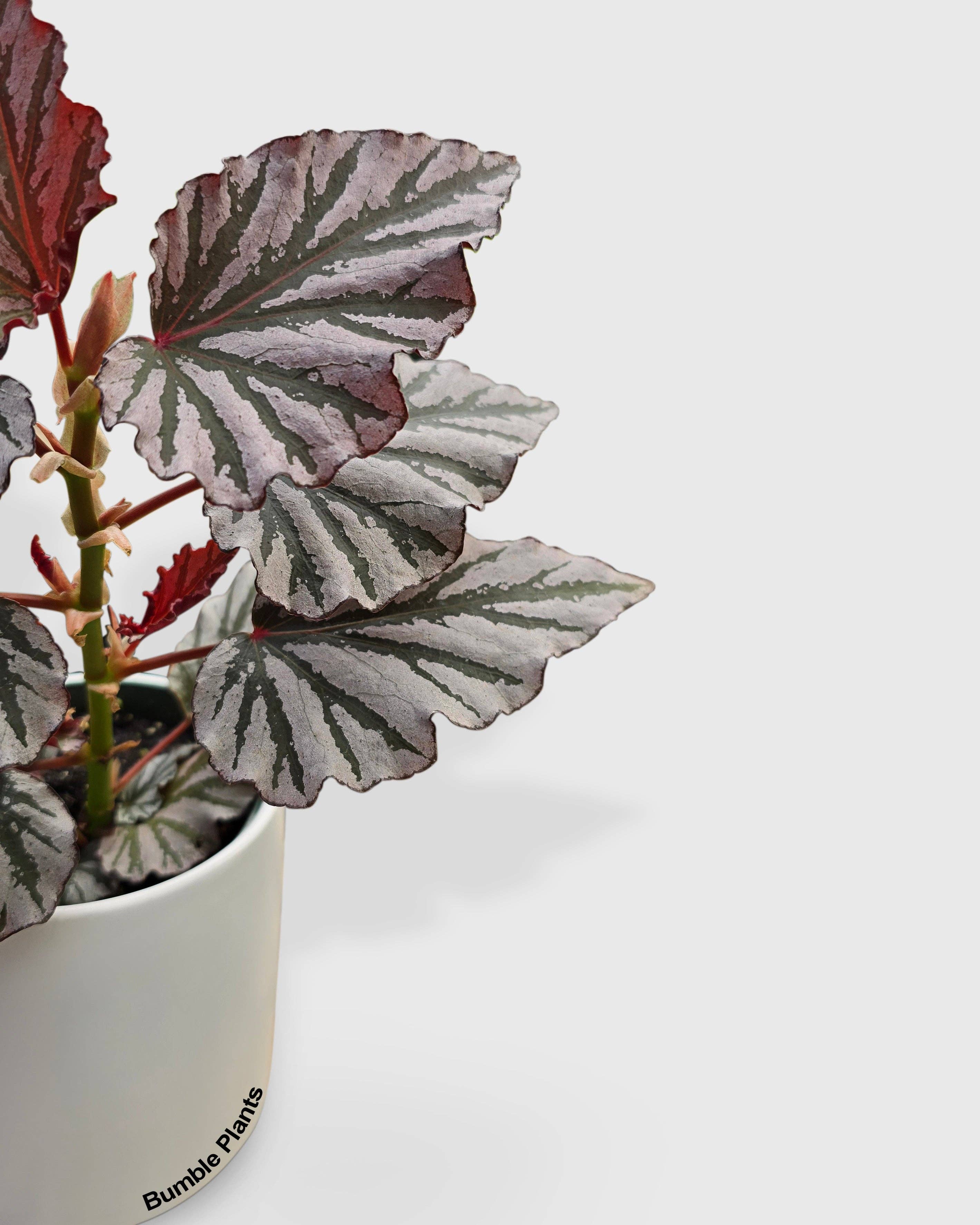 Bumble Plants - Wholesale Live Plant - Begonia Kismet Hybrid3