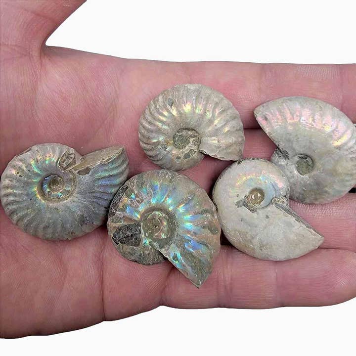 Lapidary Central - Wholesale Spiritual Stone/Crystal - Silver Iridescent Ammonite Fossil! 110 Million Years Old!