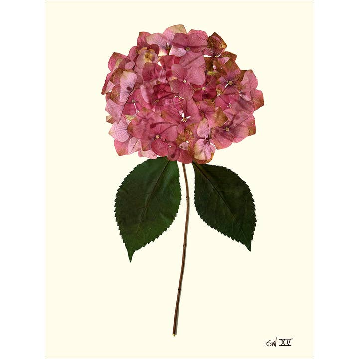 Homegrown Art Co - Wholesale Art Print - Garden Rose Pressed Hydrangea XV - Framed Botanical Art Print
