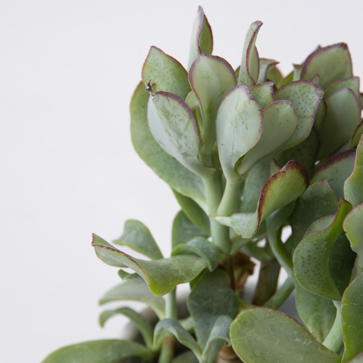 Oasis of Life - Wholesale Live Plant - Jade Plant – Crassula arborescens Curly – Height 15–25cm – Ø12cm – Succulent with Wavy Leaves – Easy-Care Houseplant for Home & Office – Decorative Crassula3