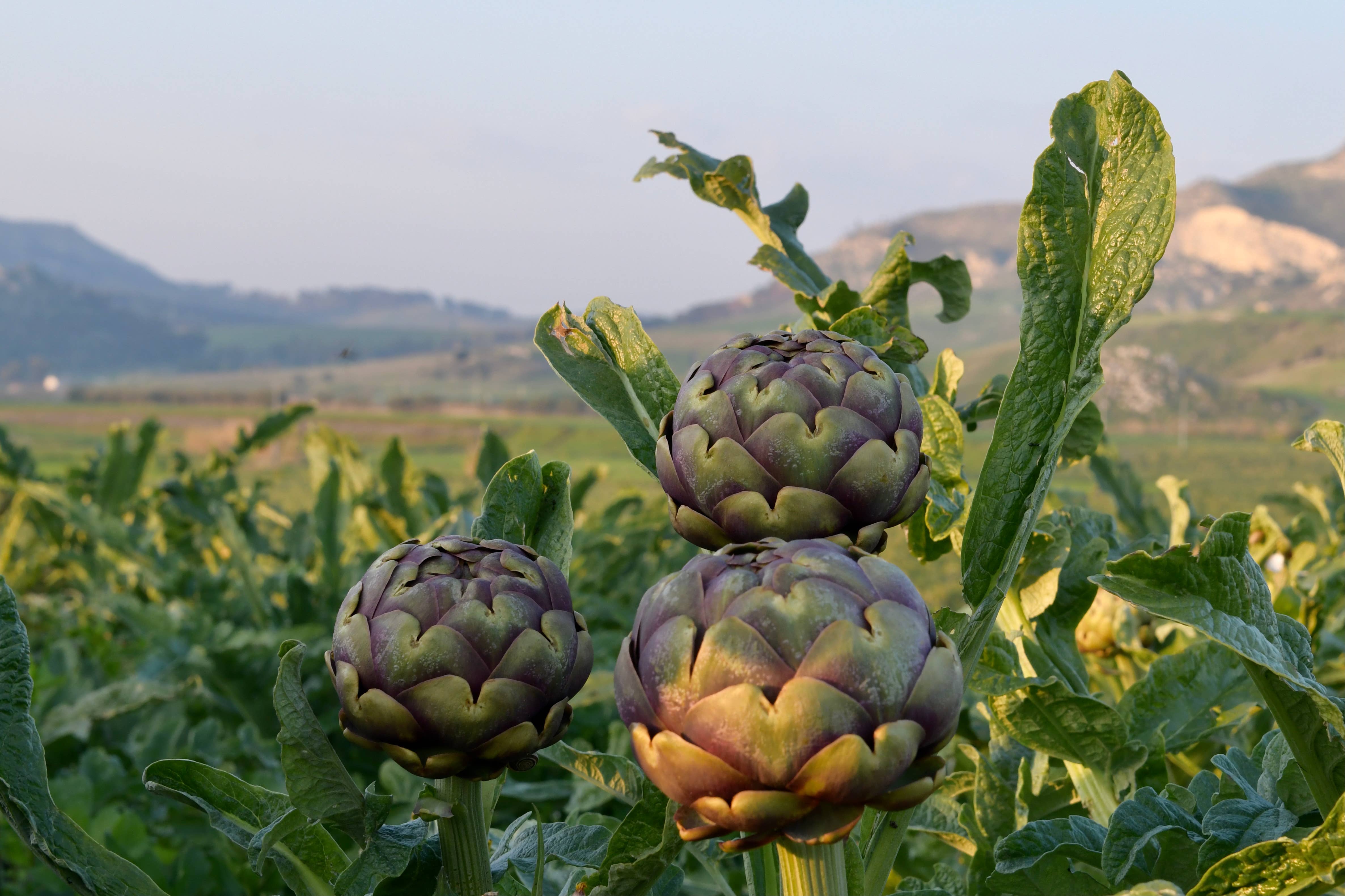 almasicily – Großhandel Pastasoße – Sizilianische Artischocke Caponata 500g Glas3