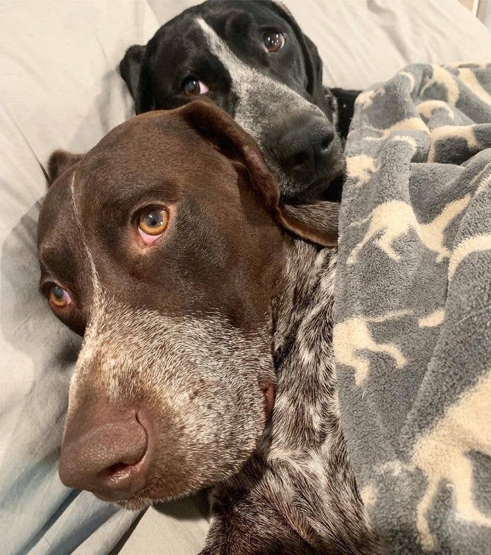 Tall Tails - Venta al por mayor Manta - Perros - Manta para Perro Tall Tails Gris Carbón 76 x 102 cm4