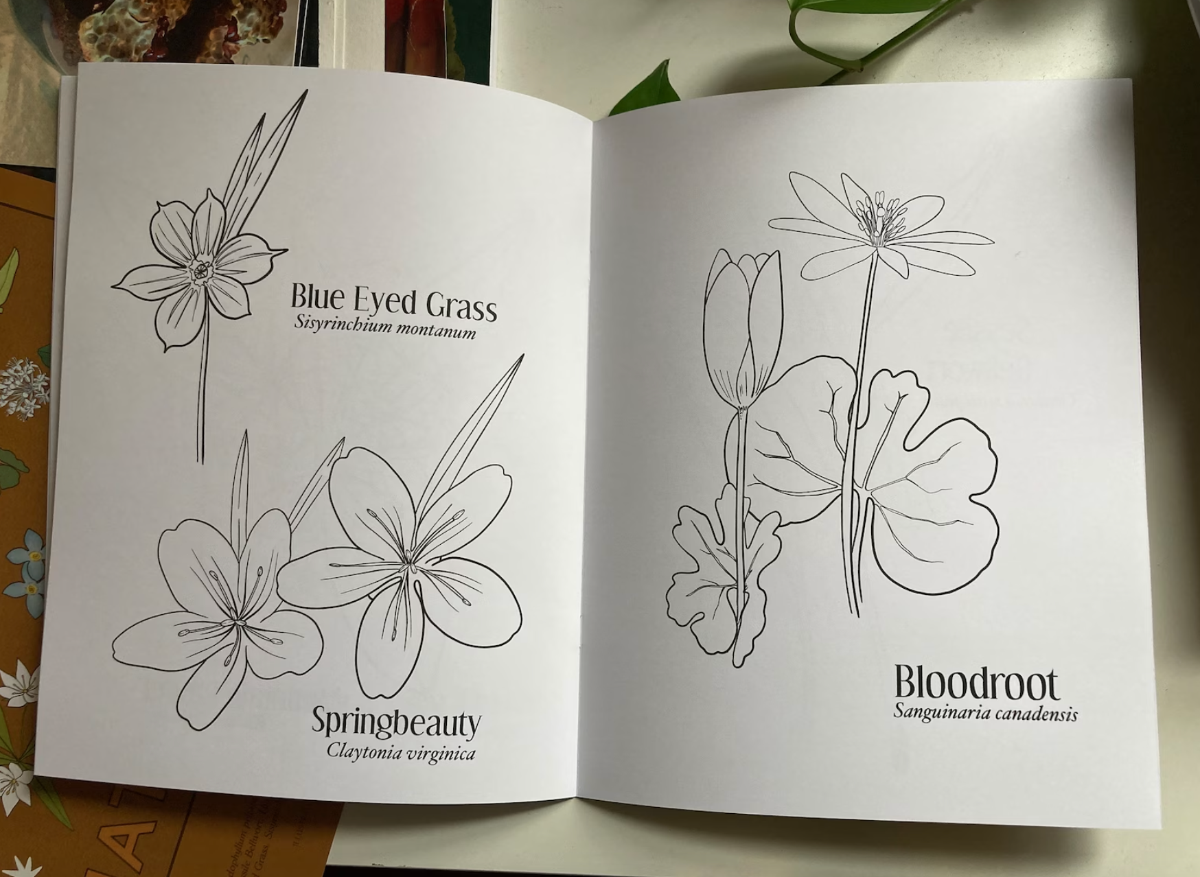 Serena Niesley - Wholesale Coloring & Activity Book - Adult - Native Wildflower Coloring Book1