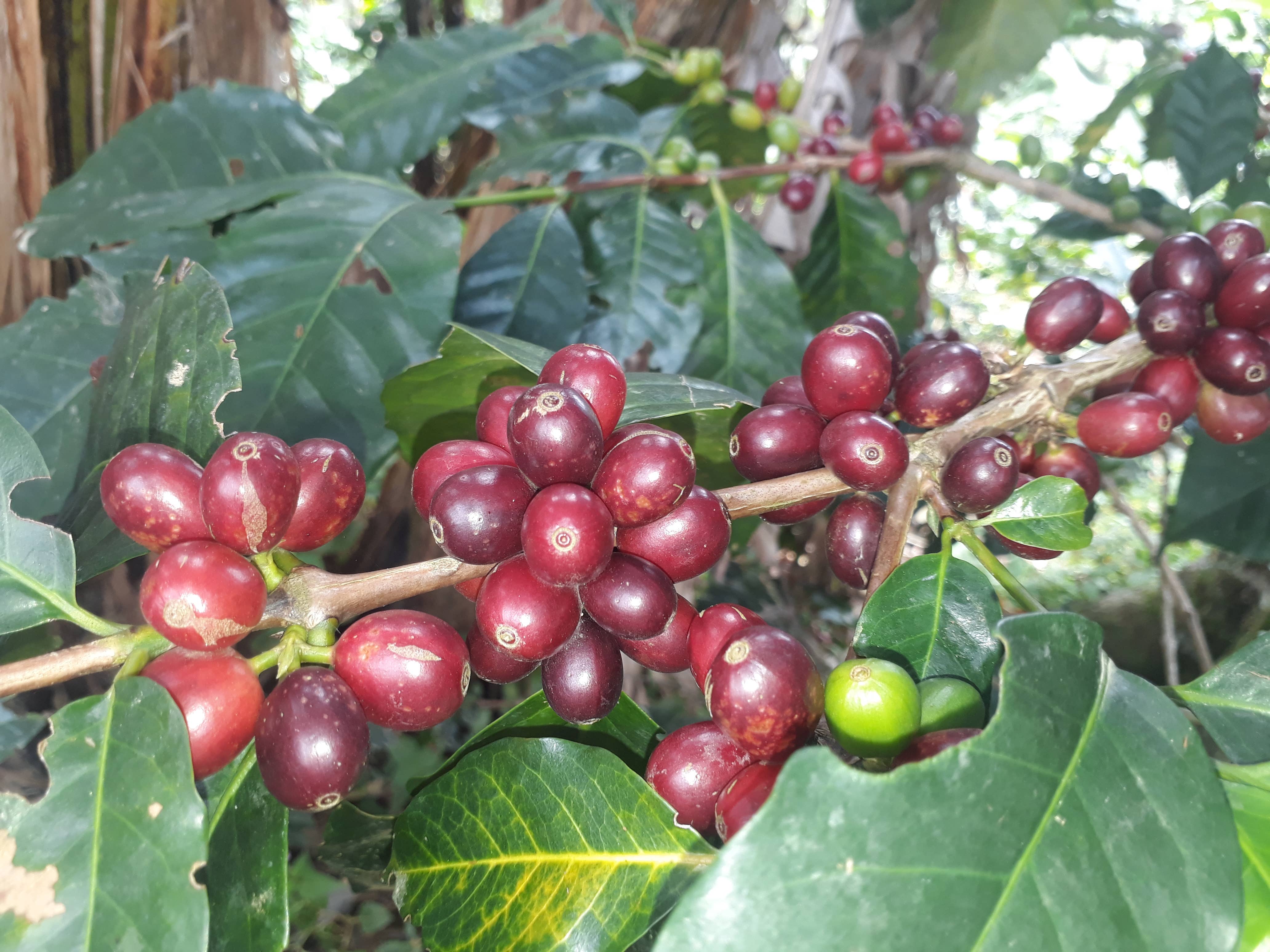 Café Las Margaritas - Wholesale Coffee Beans - Colombia coffee mix 5/MILLED+3GRAIN of 250g arabica brown roast15