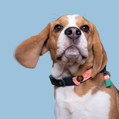 Dog with a Mission - Wholesale Pet Collar - Dog - Lois Dog Collar - Denim | Vegan | Handmade1