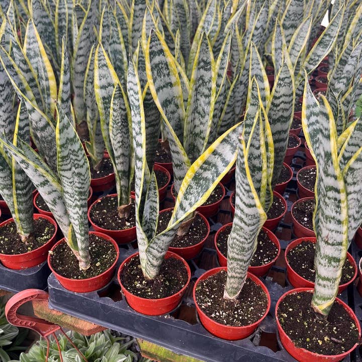 MyPlants LLC - Wholesale Live Plant - Snake Plant (Sanseveria Laurentii) - 4” from MyPlants
