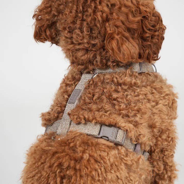 Staey - Wholesale Pet Harness - Dog - H-Strap Dog Harness Tara | Mocha
