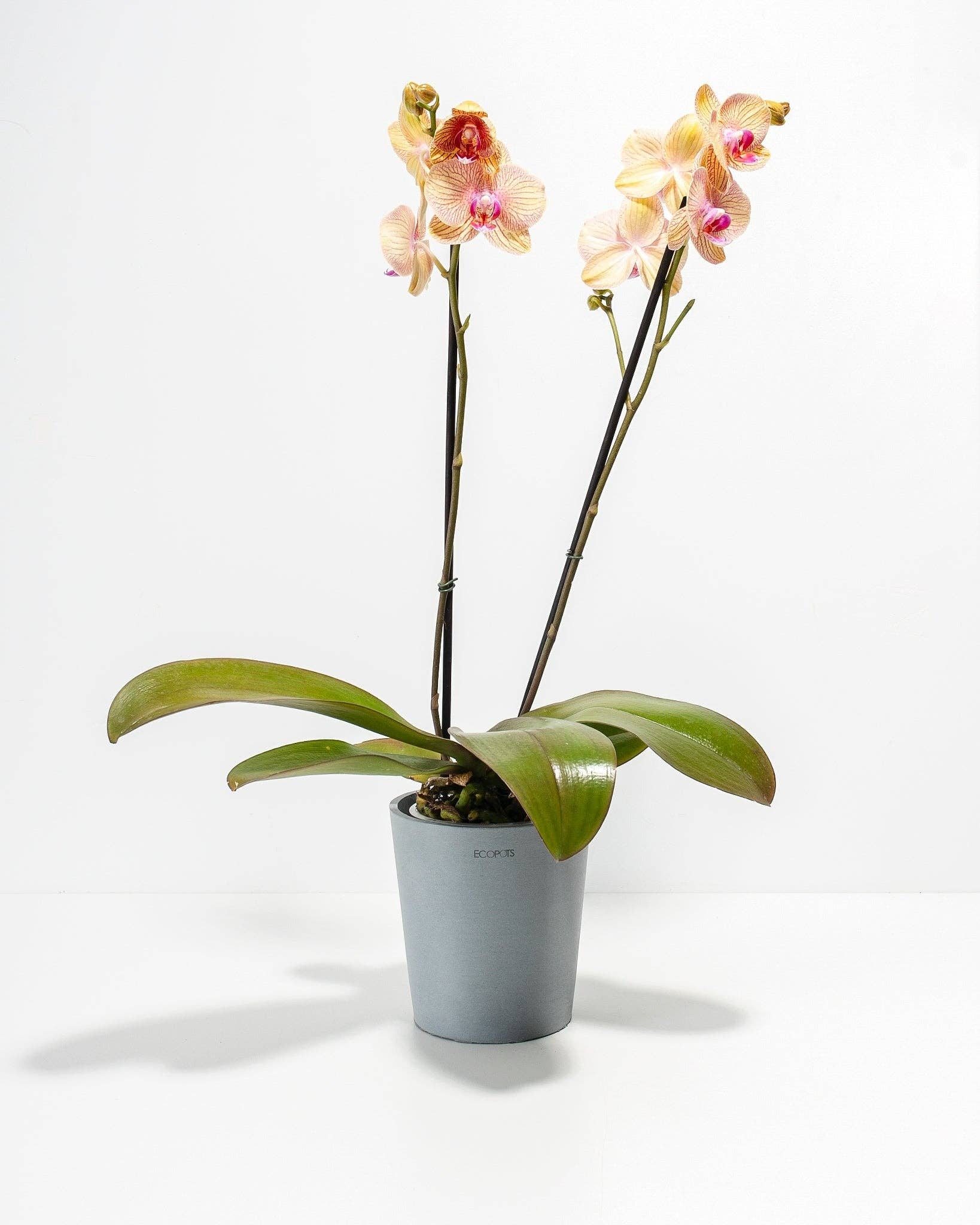 Lively Root - Wholesale Live Plant - Arcadia Phalaenopsis Orchid2