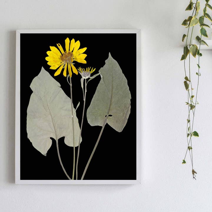 Racine de balsamroot Arrowleaf sur fond noir - I pour la vente par Little Green Herbaria