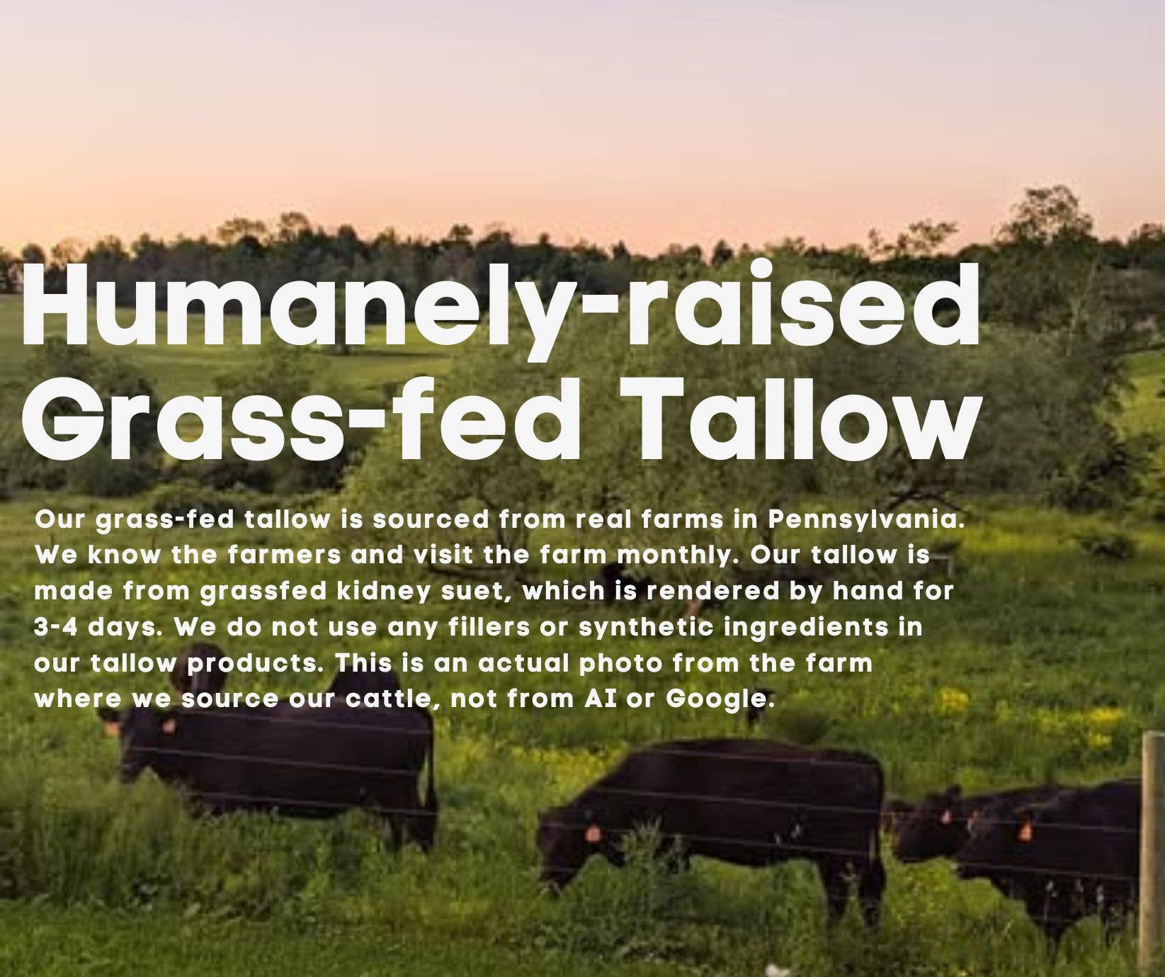 My Holistic Happiness - Wholesale Lip Balm - Tallow Lip Balm 3