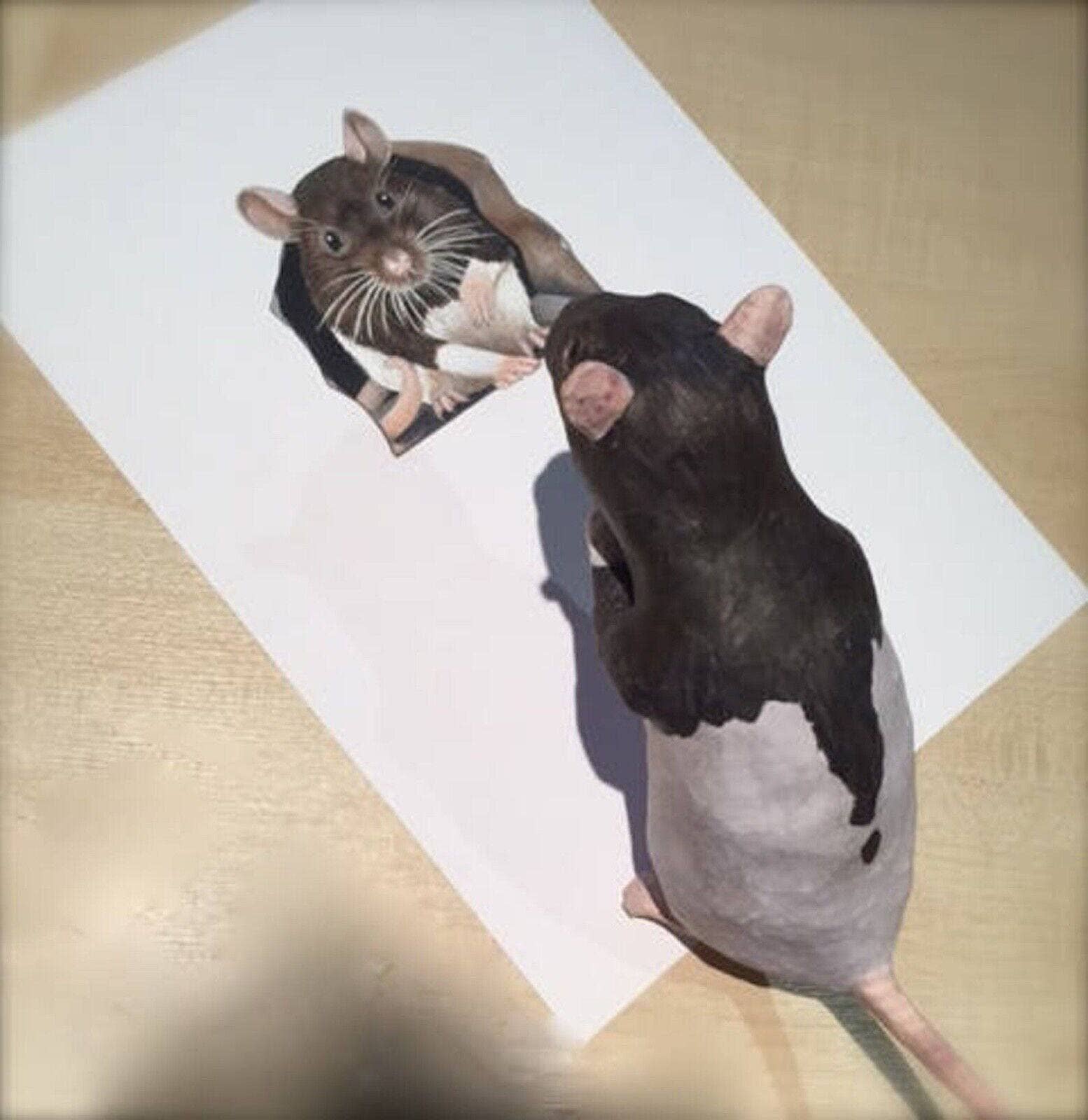 Wonderwallsboutique – wholesale Wall decal/stickers – Charming Rat Wall Sticker - Easy to Apply & Remove5