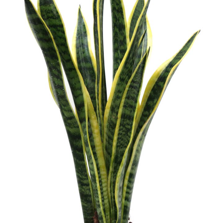 I Giardini Di Giulia - Vendita all'ingrosso Piante vive - Sansevieria Laurentii - Altezza Pianta 70 cm, Vaso Diametro 17 cm