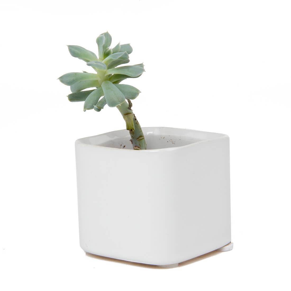 Chive - Wholesale Plant Pot - Svek Succulent Planter For Succulents And Floral Frogs12