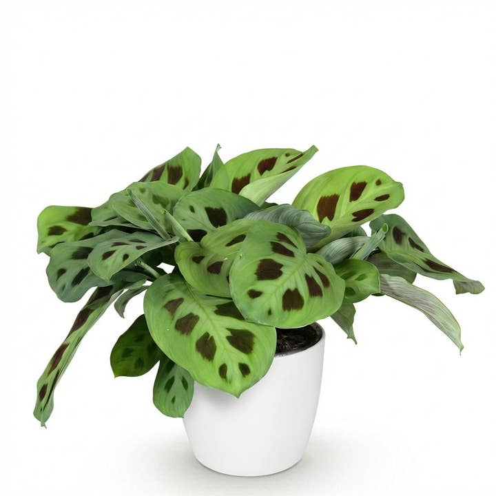 Maranta Fascinator Kerchoveana Zebraplant Kamerplant met witte pot Ø12cm Hoogte 25cm Huisdiervriendelijke onderhoudsvriendelijke groene plant voor woonkamer kantoor slaapkamer voor wholesale door Oasis of Life