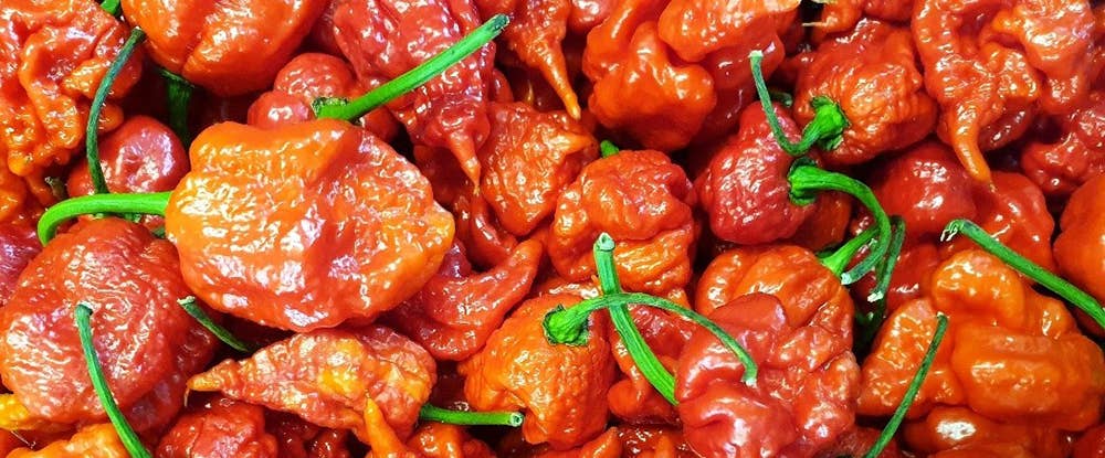 Welshhomestead Smokery – Geleia por atacado – Compota de Malagueta Fumada Carolina Reaper4