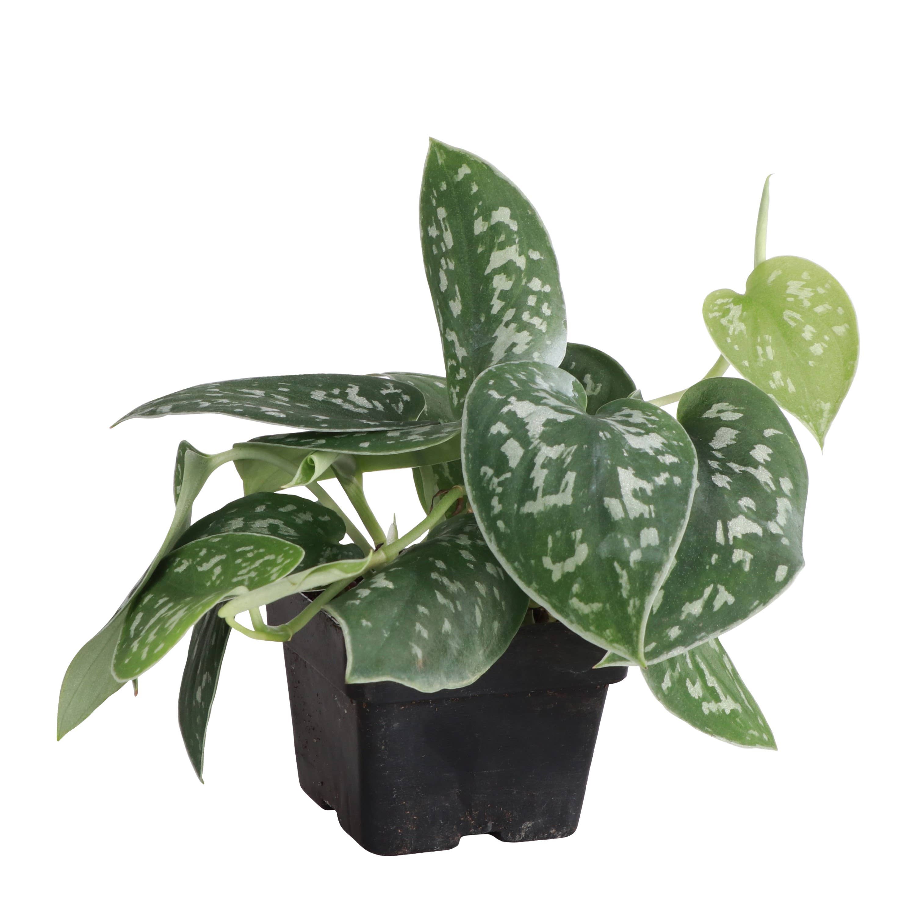 Thorsen's Greenhouse - Vente Plante - Satin Pothos, Scindapsus Pictus - Plante vivante0