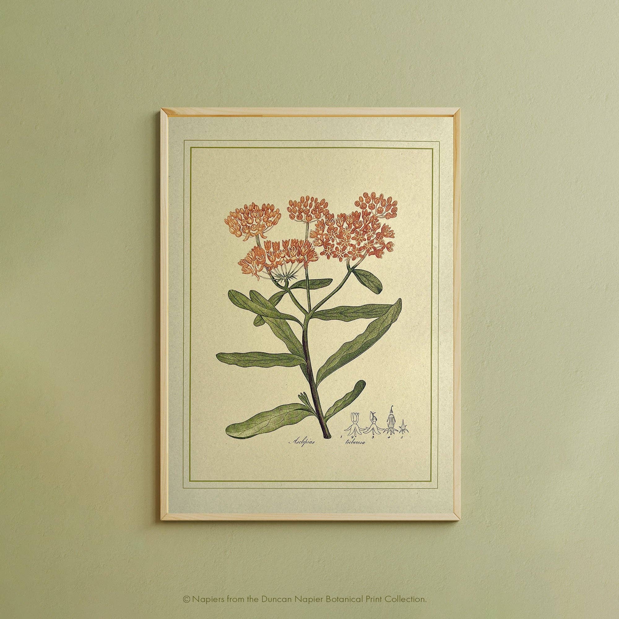 Napiers – wholesale Art print – Napiers Botanical Prints1