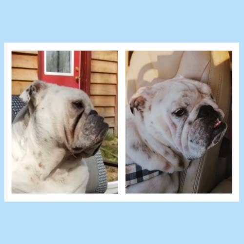 Squishface - Wholesale Pet Cleaning Supplies - Squishface Wrinkle Paste for Dog Wrinkles & Tear Stains5