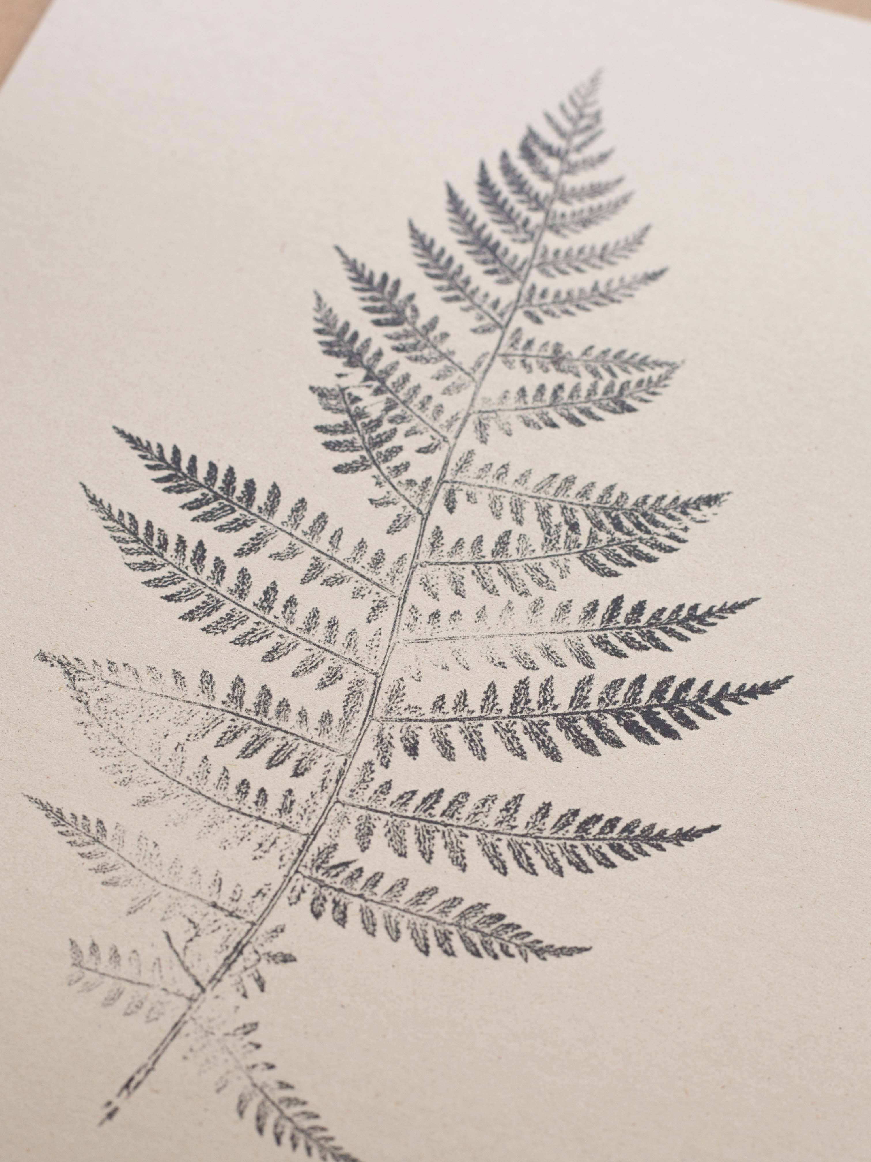 Alicia Breakspear - Wholesale Art Print - Fern Print - Botanical Art Print A5 A4 A3 Lady Fern 4