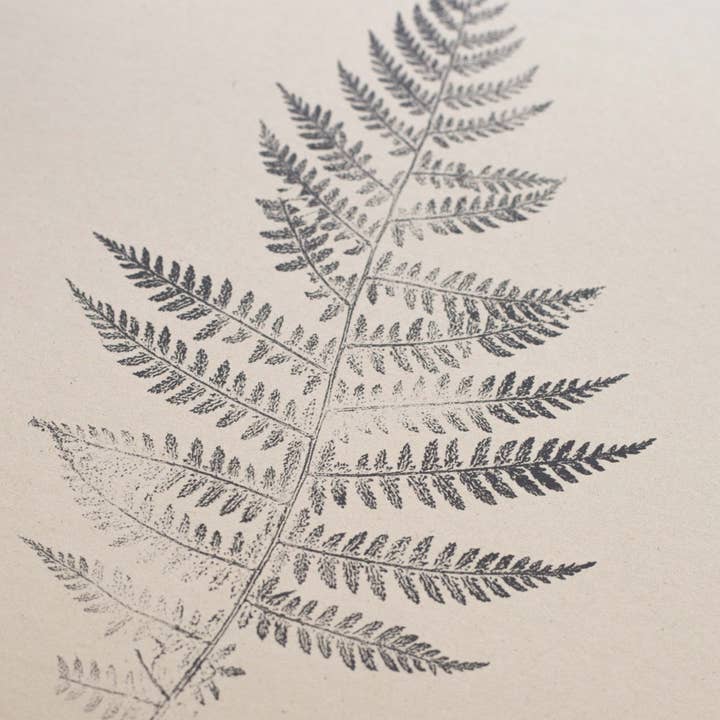 Alicia Breakspear - Wholesale Art Print - Fern Print - Botanical Art Print A5 A4 A3 Lady Fern 4