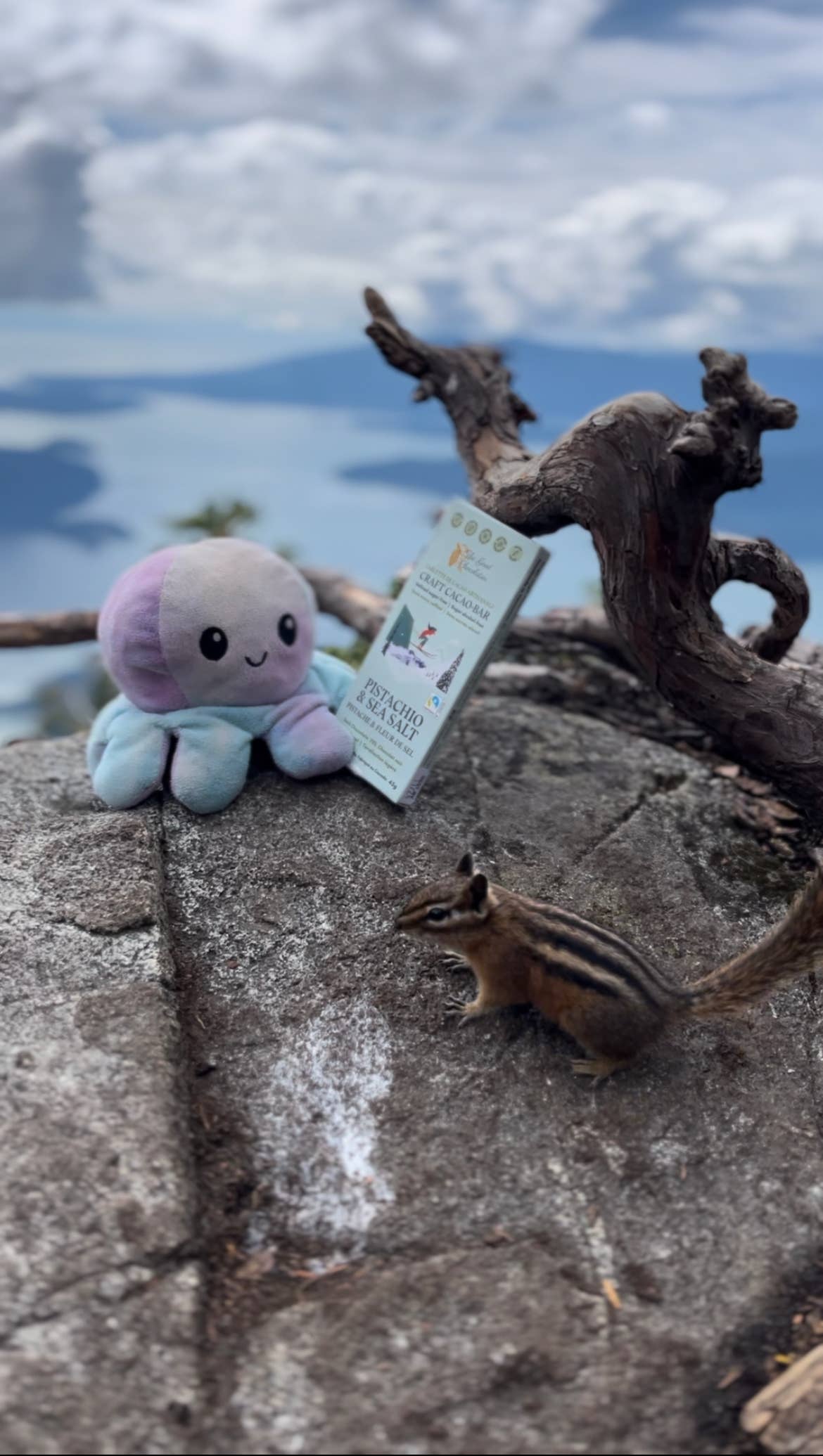 The GOOD Chocolatier – Barra de chocolate por atacado – The GOOD Chocolatier Chocolate Artesanal Pistache e Sal Marinho 75%6