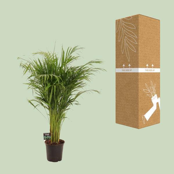 Oasis of Life - Vendita all'ingrosso Piante vive - Areca palma Dypsis lutescens – Palma di bambù pianta da interno – Ø21cm – ca. 110cm di altezza – Purificante dell'aria & facile da curare – Per ambienti interni semiombreggiati2