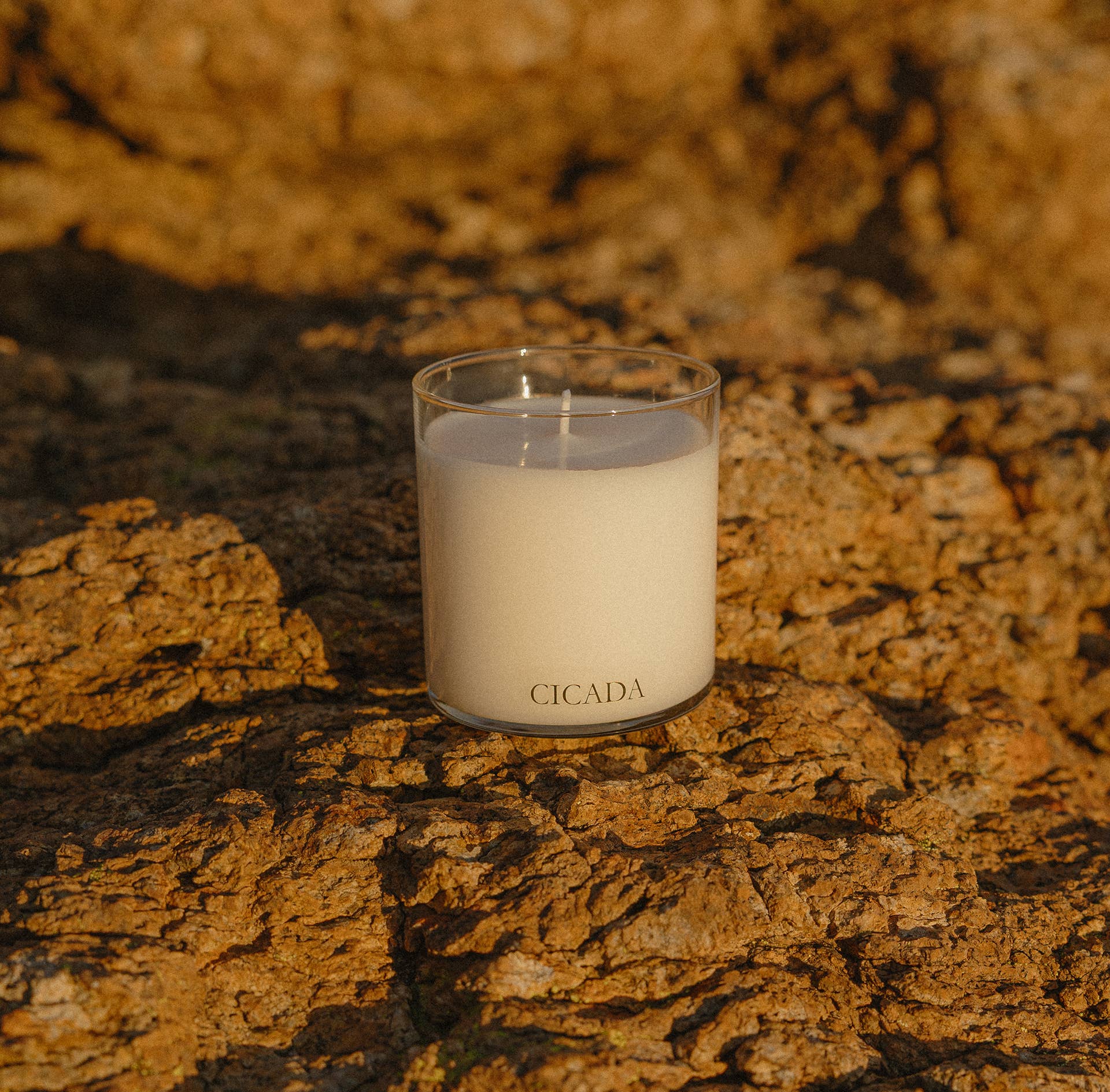 CICADA - Wholesale Jar/Filled Candle - No. 09 Medium Candle - the scent of prickly pear2