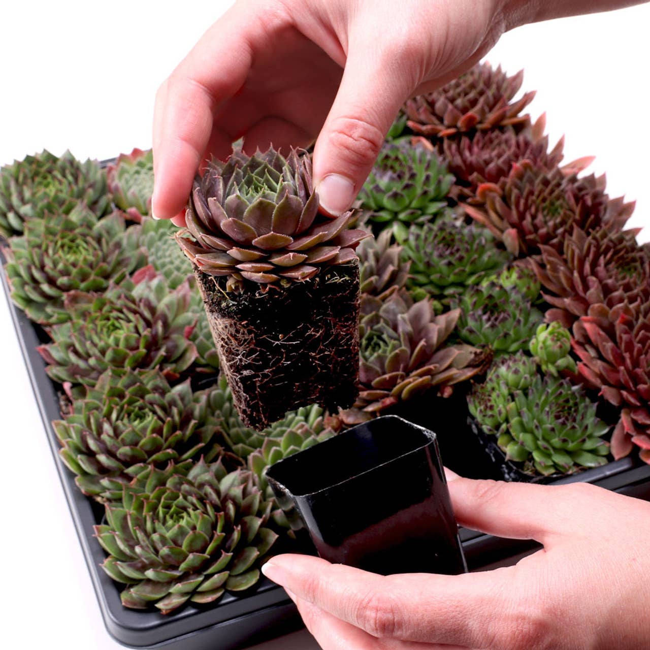 Mountain Crest Gardens - Vente Succulentes - Pack de 50 Sempervivum (10 Variétés, Pots de 2")2