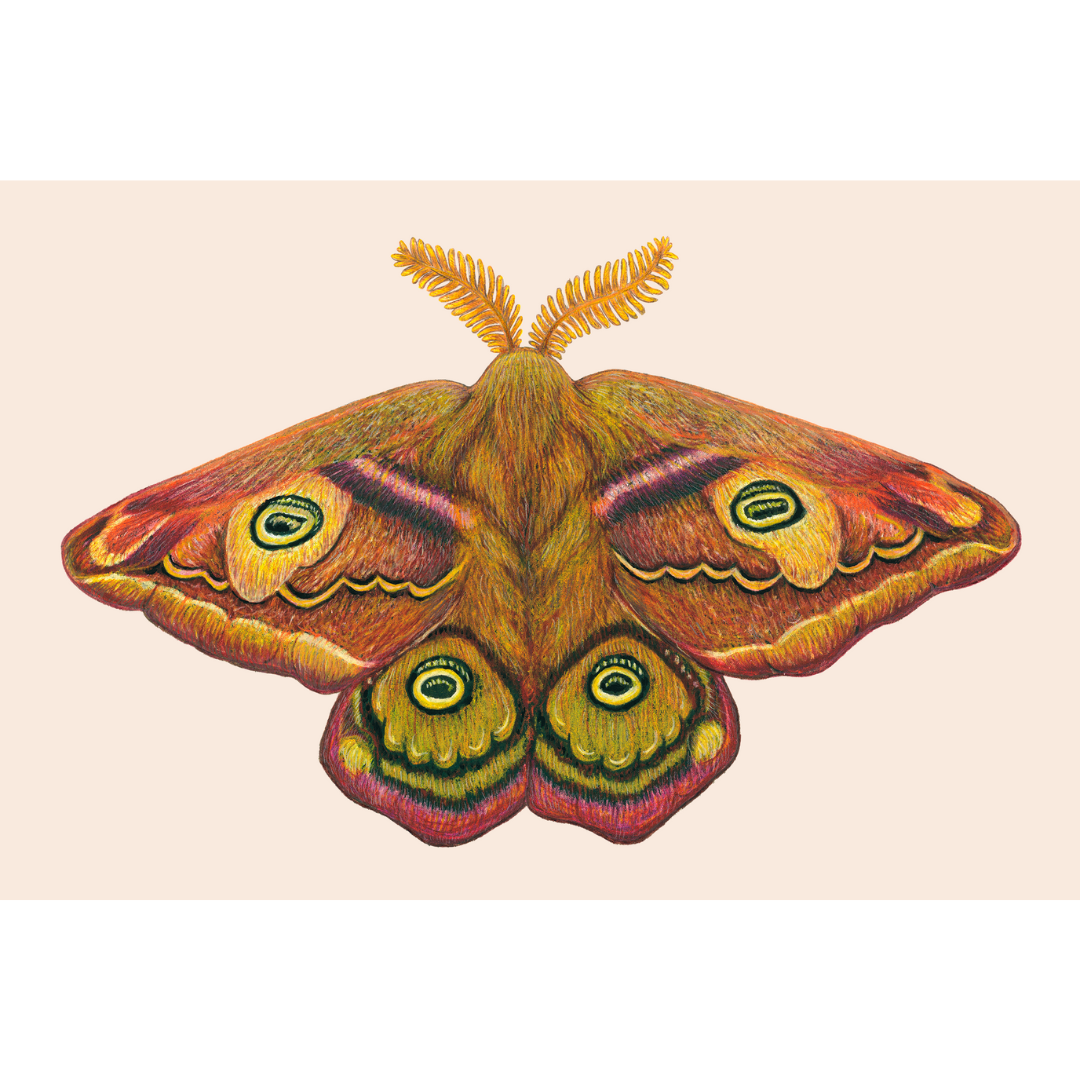 Studio Binck - Wholesale Kunstprint - Kunstdruk DE DERDE KEIZER1