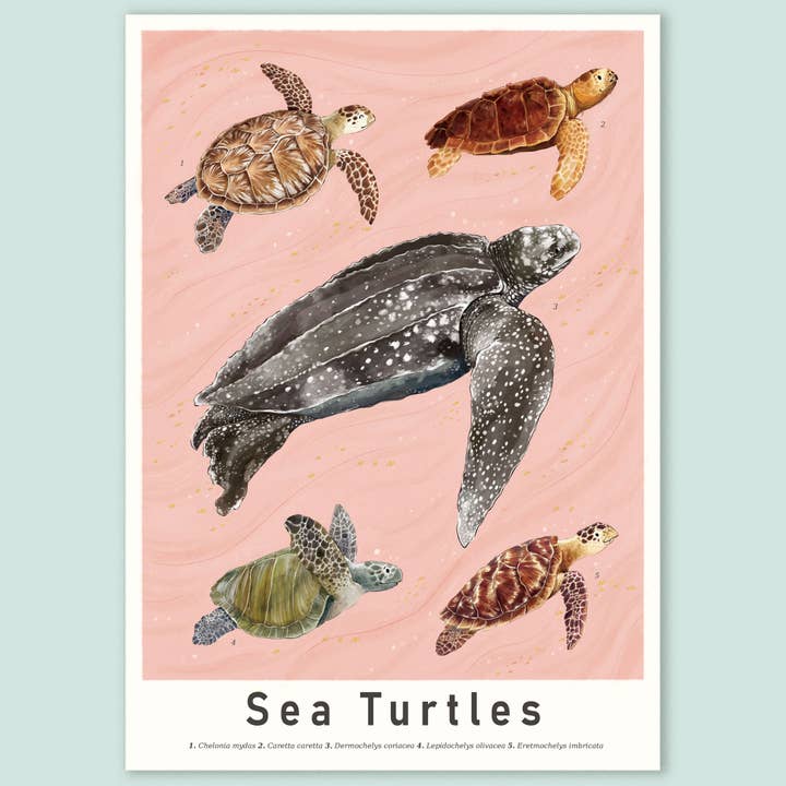 Sea Turtle Scientific Poster for wholesale by Lemon Damsel