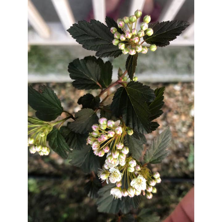 Low Country Beeswax - Wholesale Ornament - Beeswax Teddy Bear2