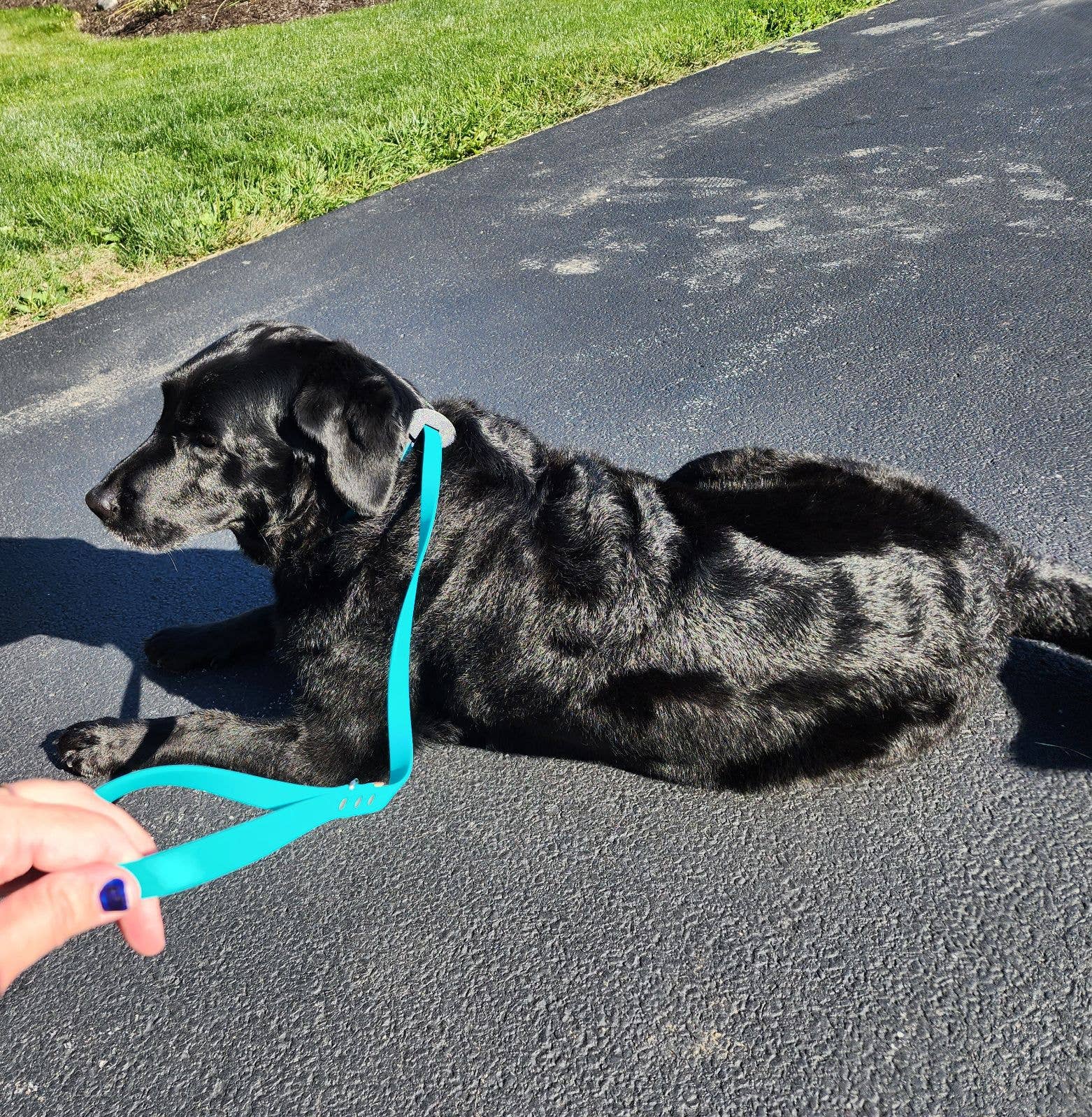 Auburn Leathercrafters - Wholesale Pet Grooming Aid - Dog - Sparky's Groomers Kit8