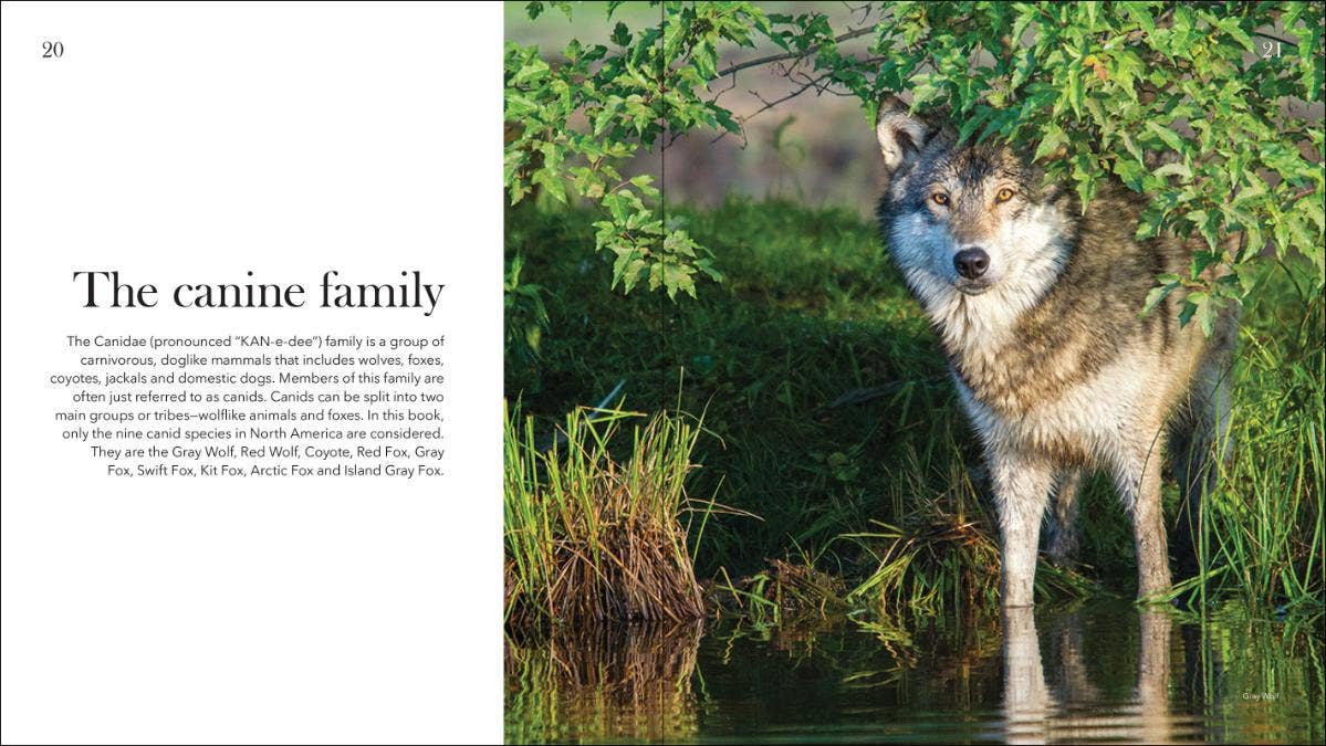 AdventureKEEN - Vente Nature et plein air - Loups, coyotes et renards3