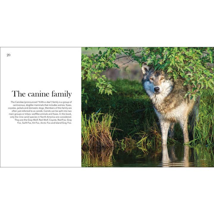 AdventureKEEN - Wholesale Nature & Outdoors - Wolves, Coyotes & Foxes3