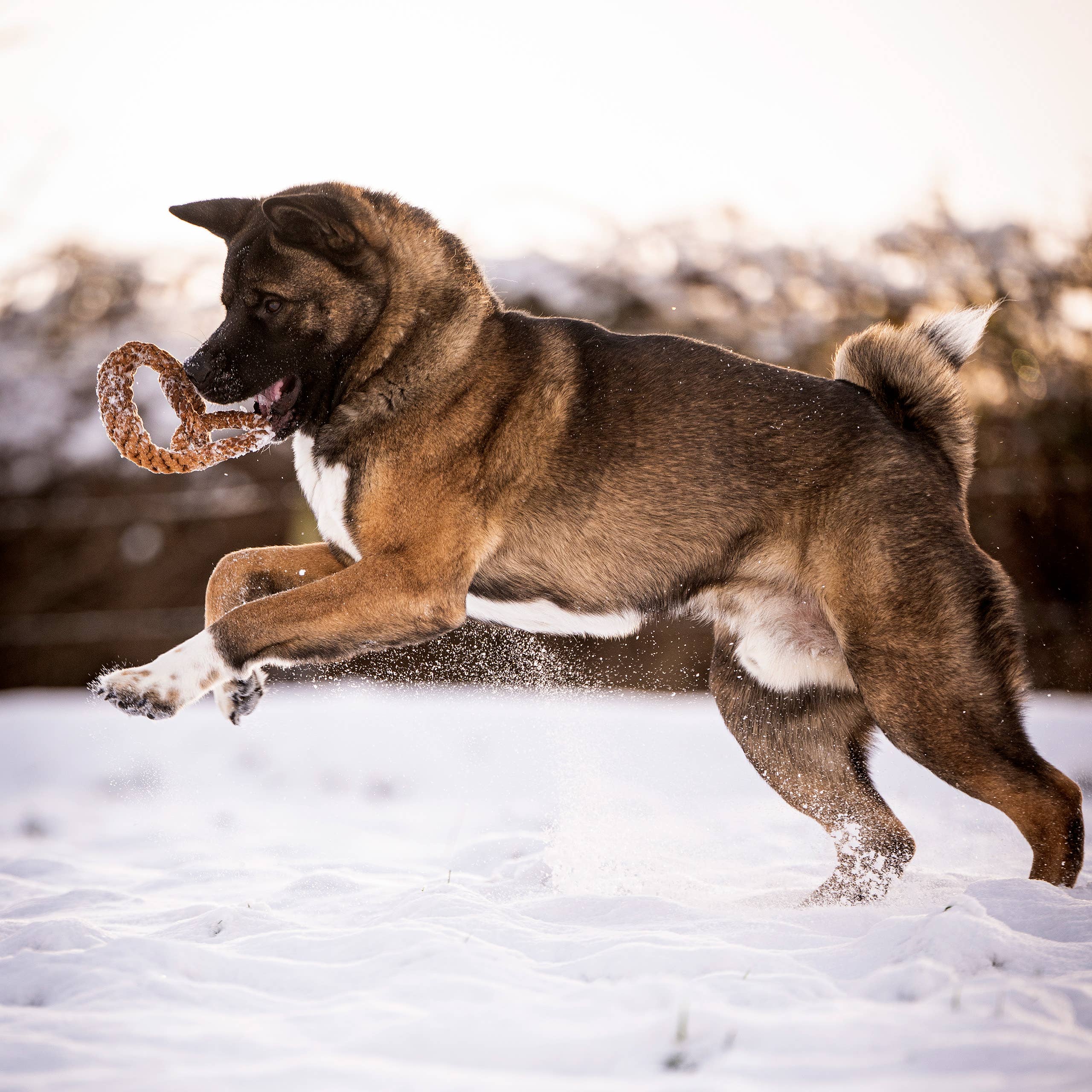 LABONI - Volentis GmbH - Wholesale Pet Rope Toy - Dog - BRITTA BREZEL – Iconic Shape, Smart Play5