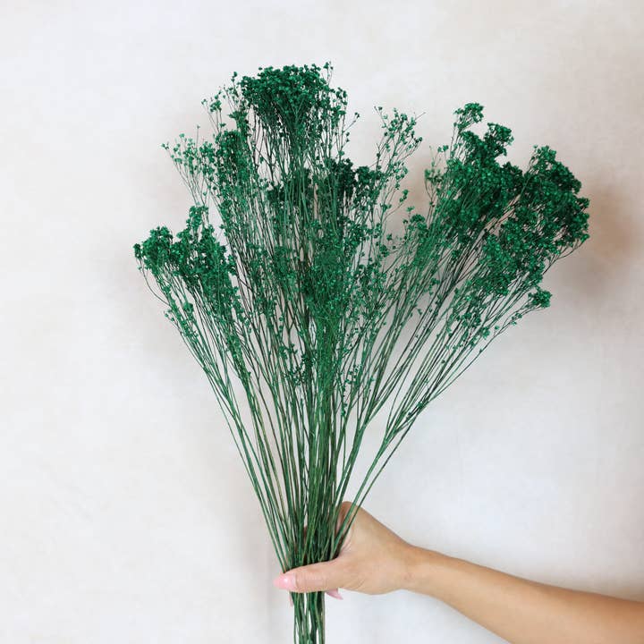 FlowerFantaSee - Wholesale Dried/Pressed Flowers - Dried Broom Bloom4