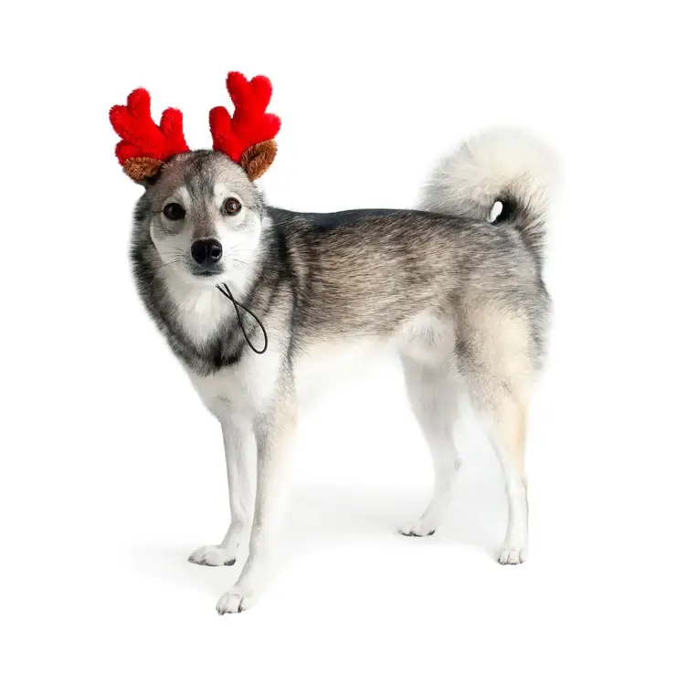 Midlee Designs - Wholesale Pet Costume - Dog - Midlee Christmas Reindeer Small Dog Antlers8