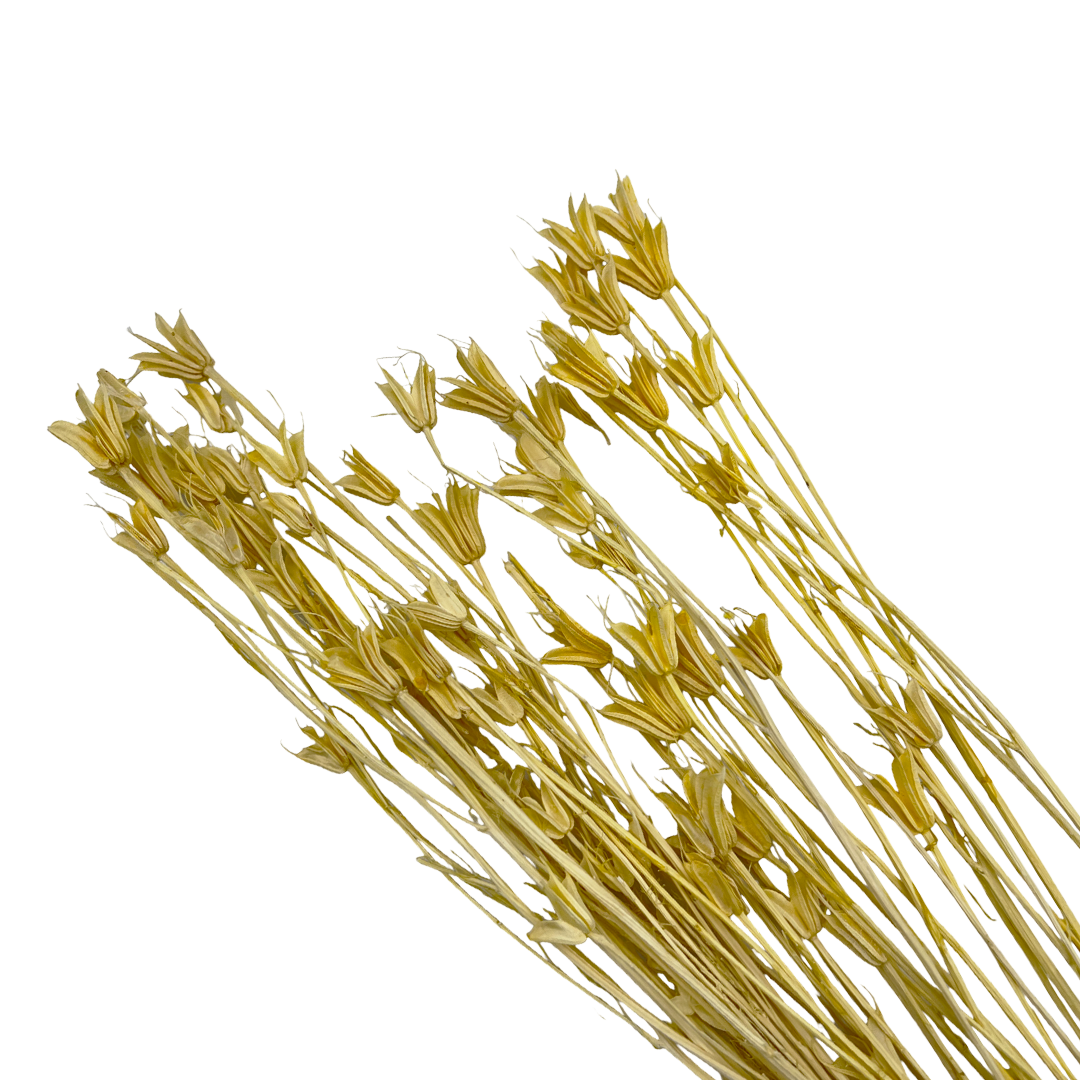 2626 Designs - Wholesale Dried/Pressed Flowers - Dried Octagon Flower, Nigella Orientalis-Love in a Mist, 24"2