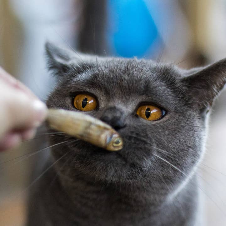 Loving Pets Australia - Wholesale Pet treats – Cat - Whole Little Fish2