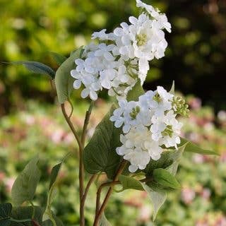 Mezu Silk Flowers - Wholesale Artificial Flowers - Artificial Double Headed White Lilac Stems